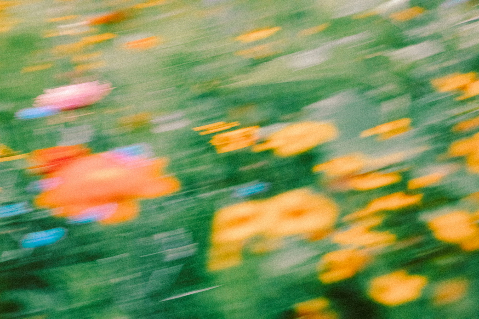 Motion blurred orange and pink flowers against a vibrant green meadow