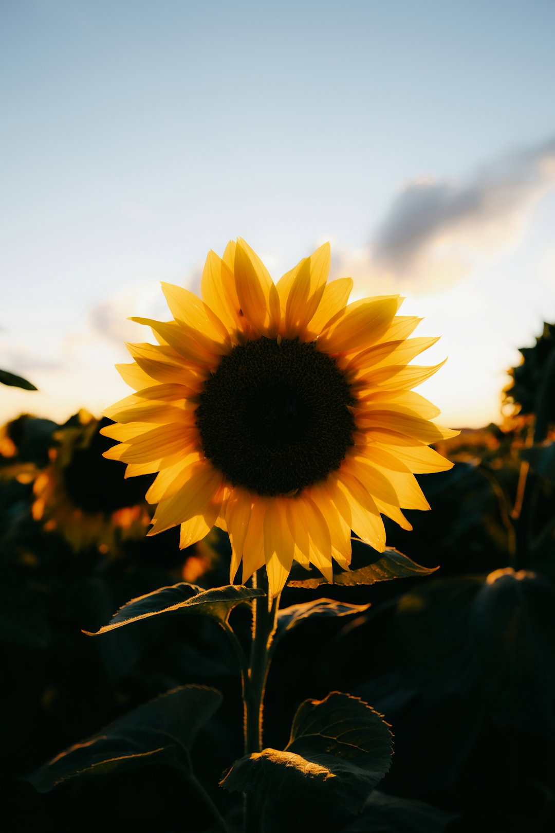 A single sunflower backlit by warm golden hour light in a field